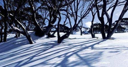 snow high up from ground to treets