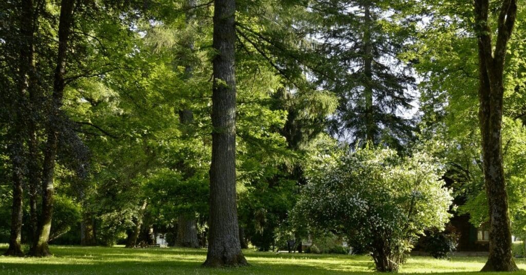 Trees and grass