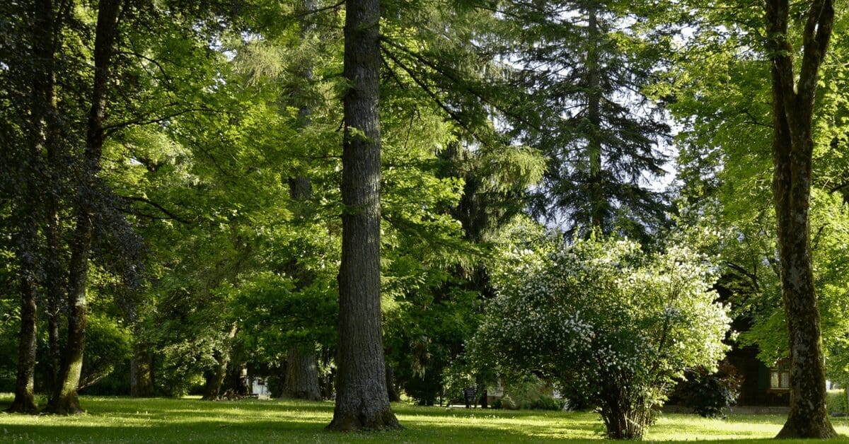 Trees and grass