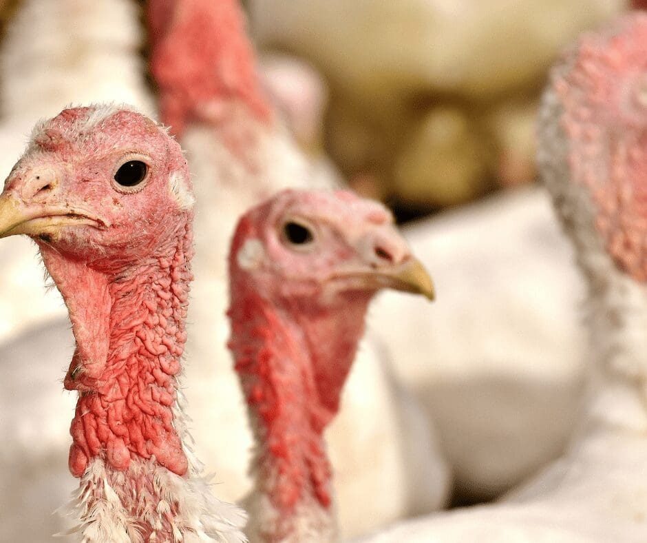 Turkeys