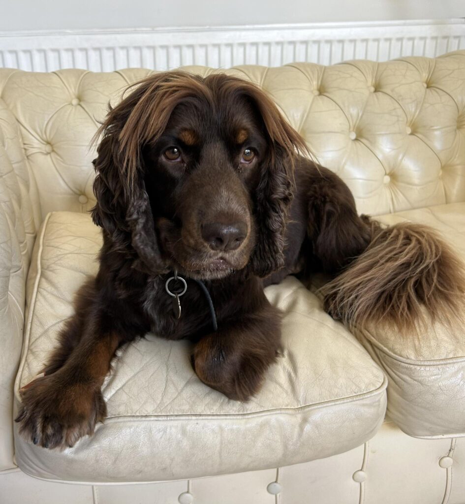 Brown fluffy cocker spaniel on a cream leather sofa look at the camera