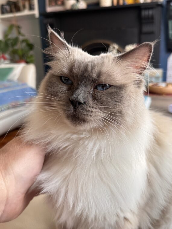 Cat looking at owner white cat with brown shading on face